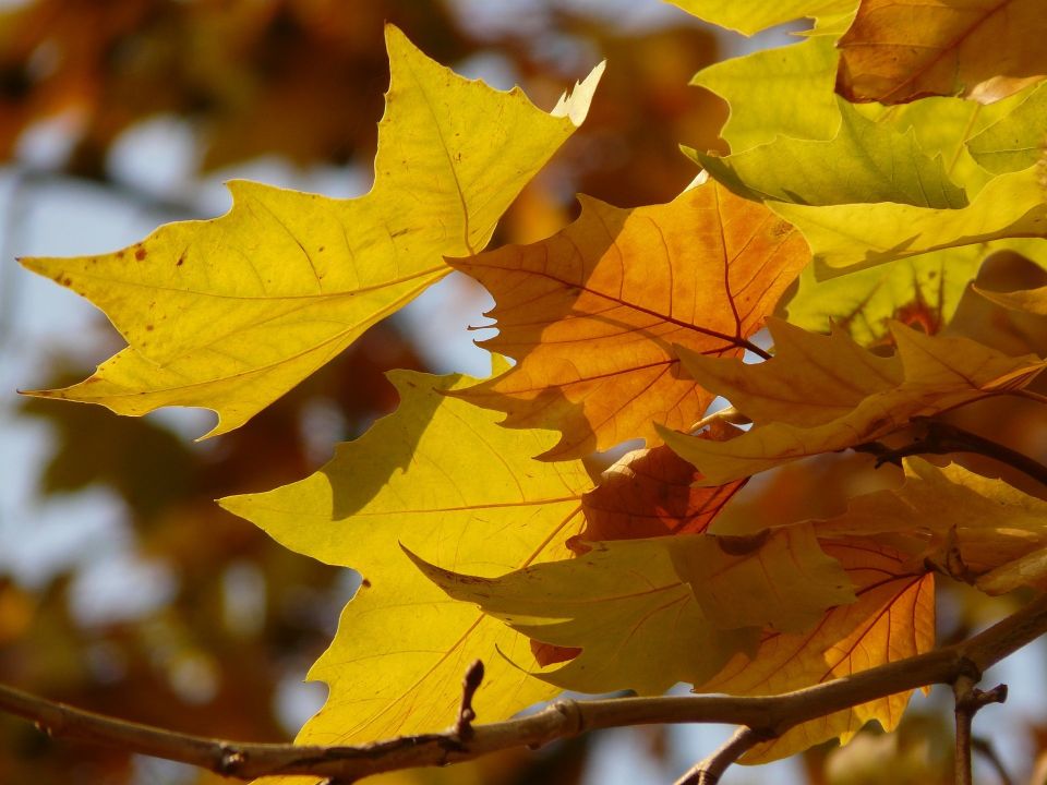 The London Plane Tree Leaves