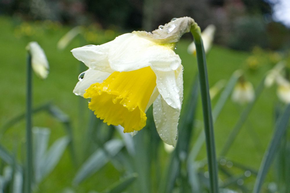 Defending Bad Taste - GardenRant
