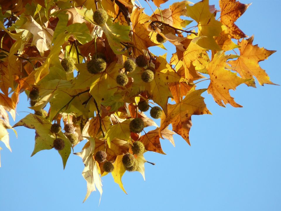 The London Plane Tree Seeds