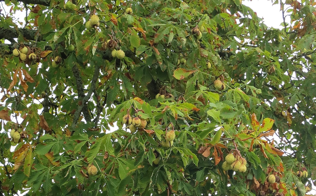 horse-chestnut