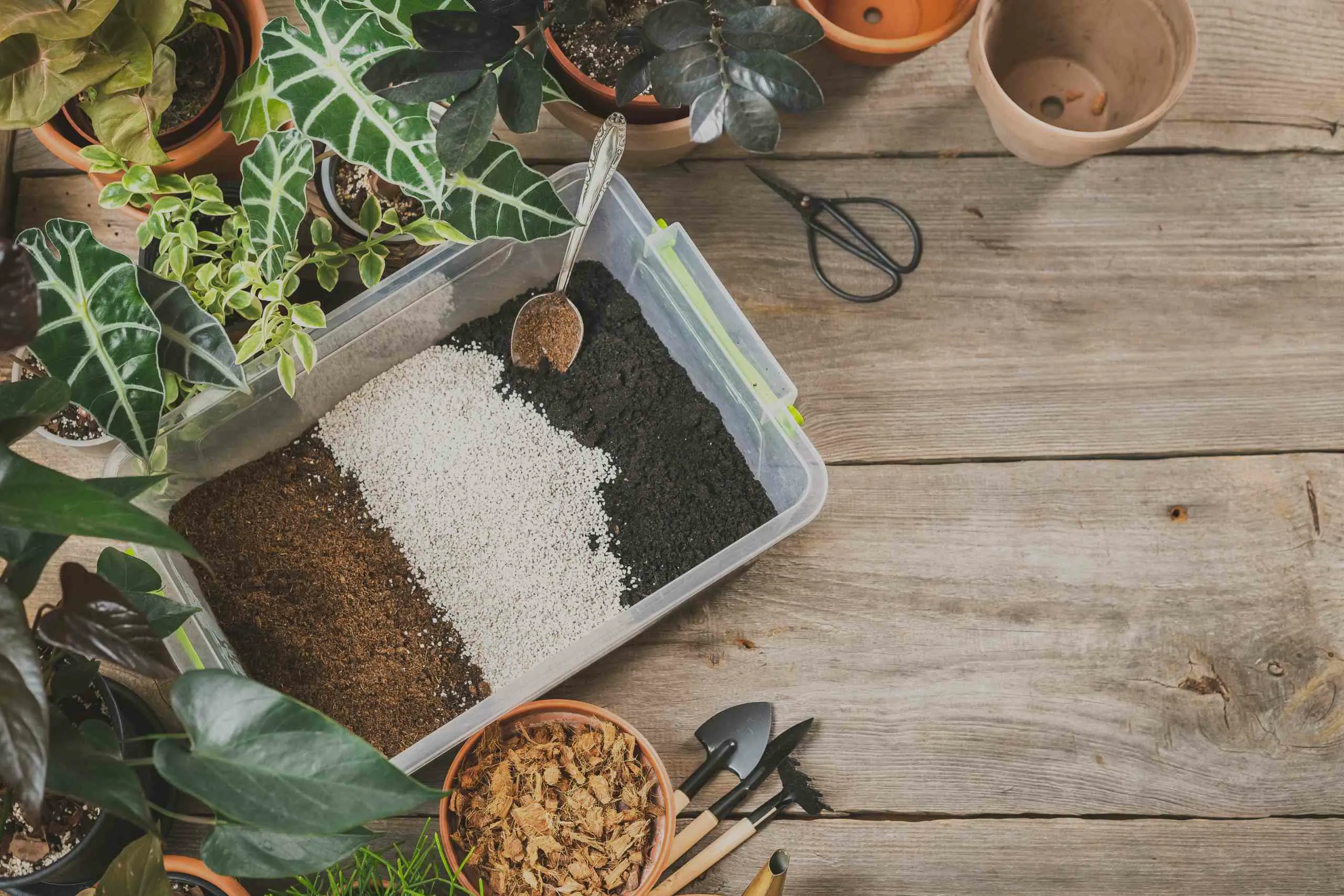 Best Potting Mix